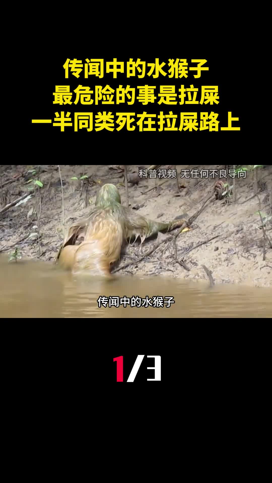 传闻中的水猴子最危险的事是拉屎一半同类死在拉屎路上1