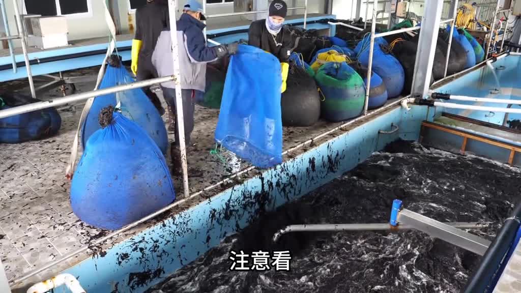 你知道我们平日里吃的海带是如何加工出来的吗