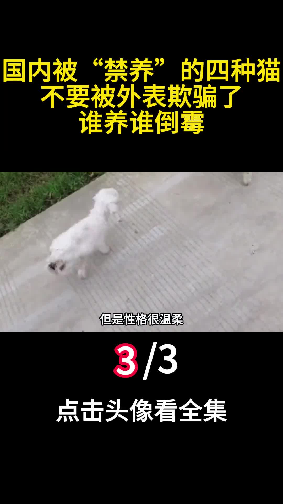 国内被禁养的四种猫不要被外表欺骗了谁养谁倒霉3