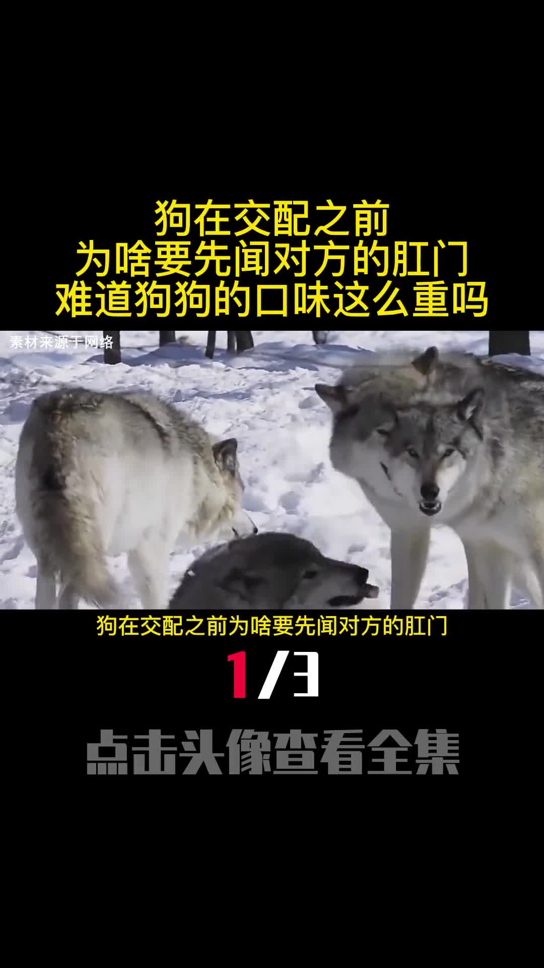 狗在交配之前为啥要先闻对方的肛门难道狗狗的口味这么重吗1