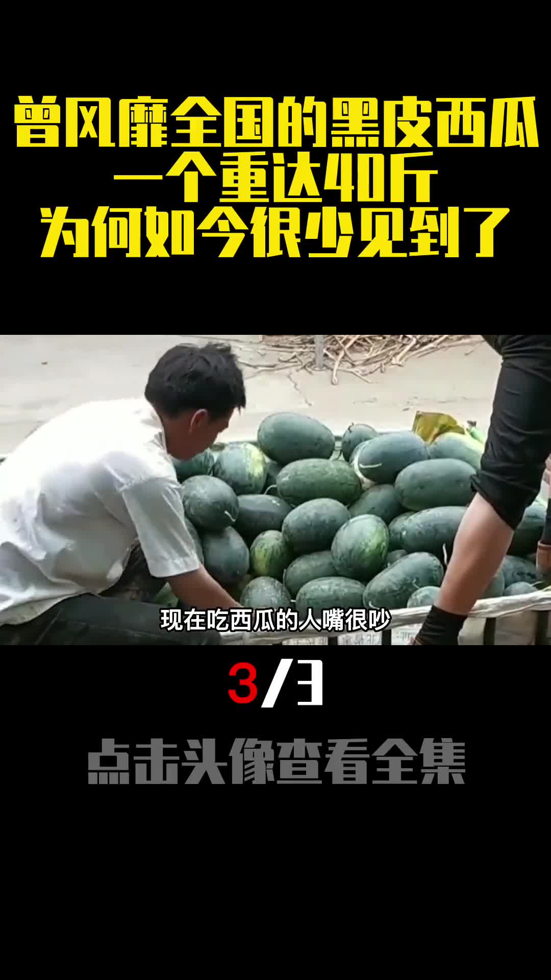 曾风靡全国的黑皮西瓜一个重达40斤为何如今很少见到了3