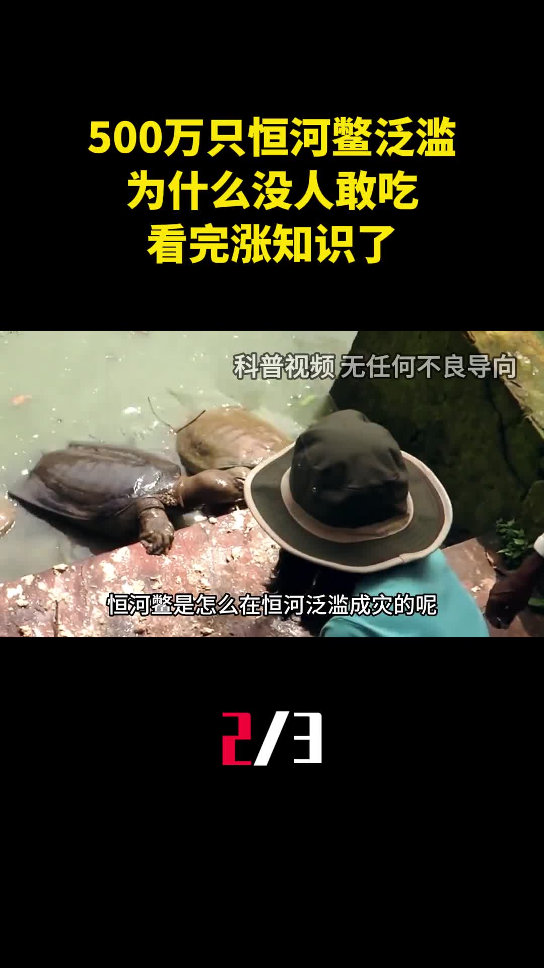 印度500万只恒河鳖泛滥为什么没人敢吃看完涨知识了2
