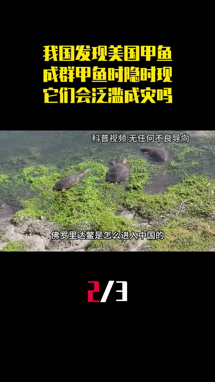 中国17省发现美国甲鱼成群甲鱼时隐时现它们会泛滥成灾吗2