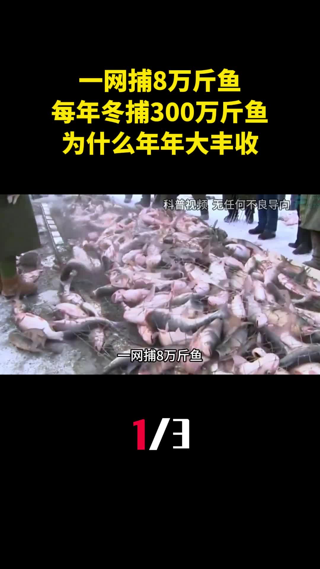 一网捕8万斤鱼查干湖每年冬捕300万斤鱼为什么年年大丰收1