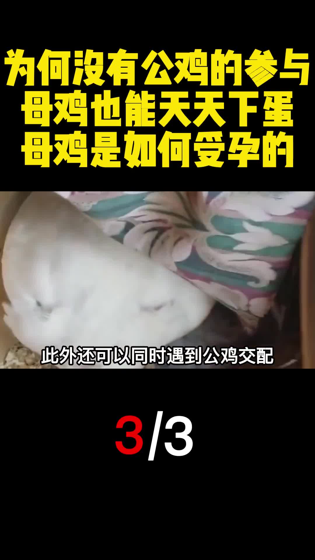 为何没有公鸡的参与母鸡也能天天下蛋母鸡是如何受孕的3