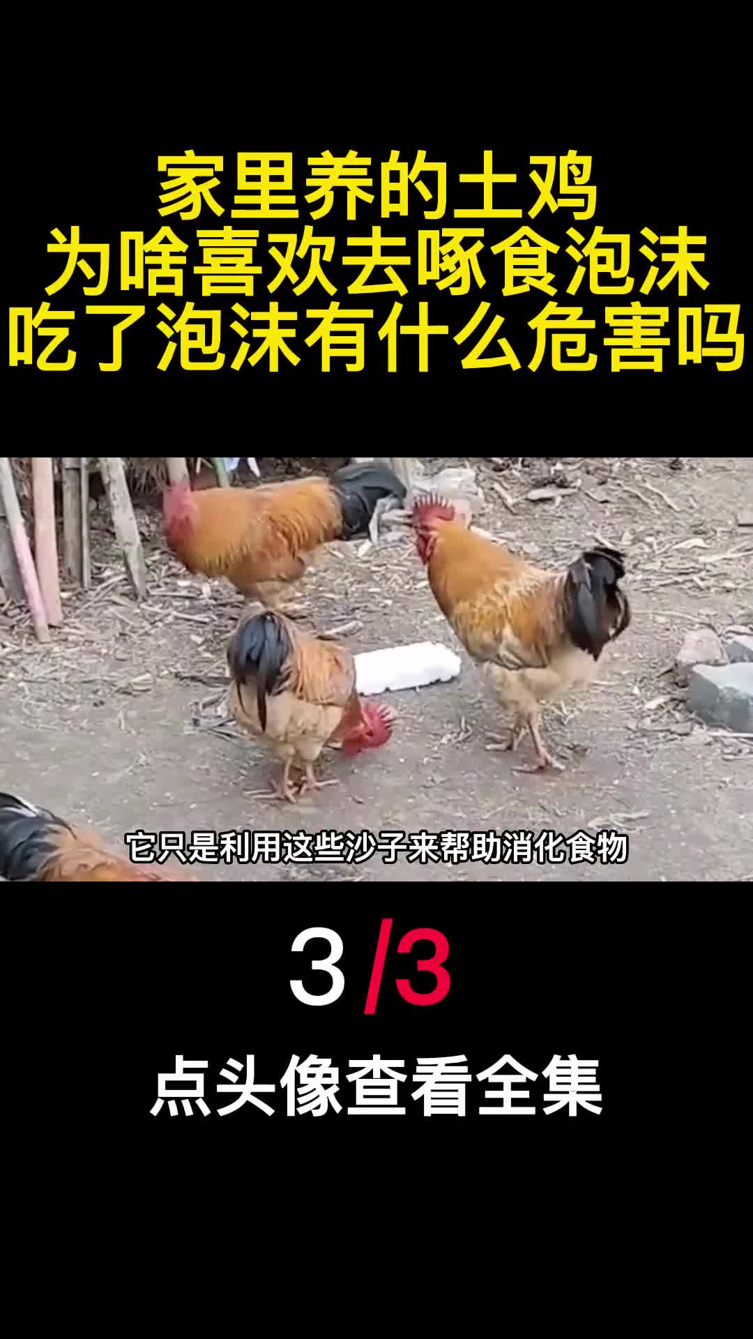 家里养的土鸡为啥喜欢去啄食泡沫吃了泡沫有什么危害吗3