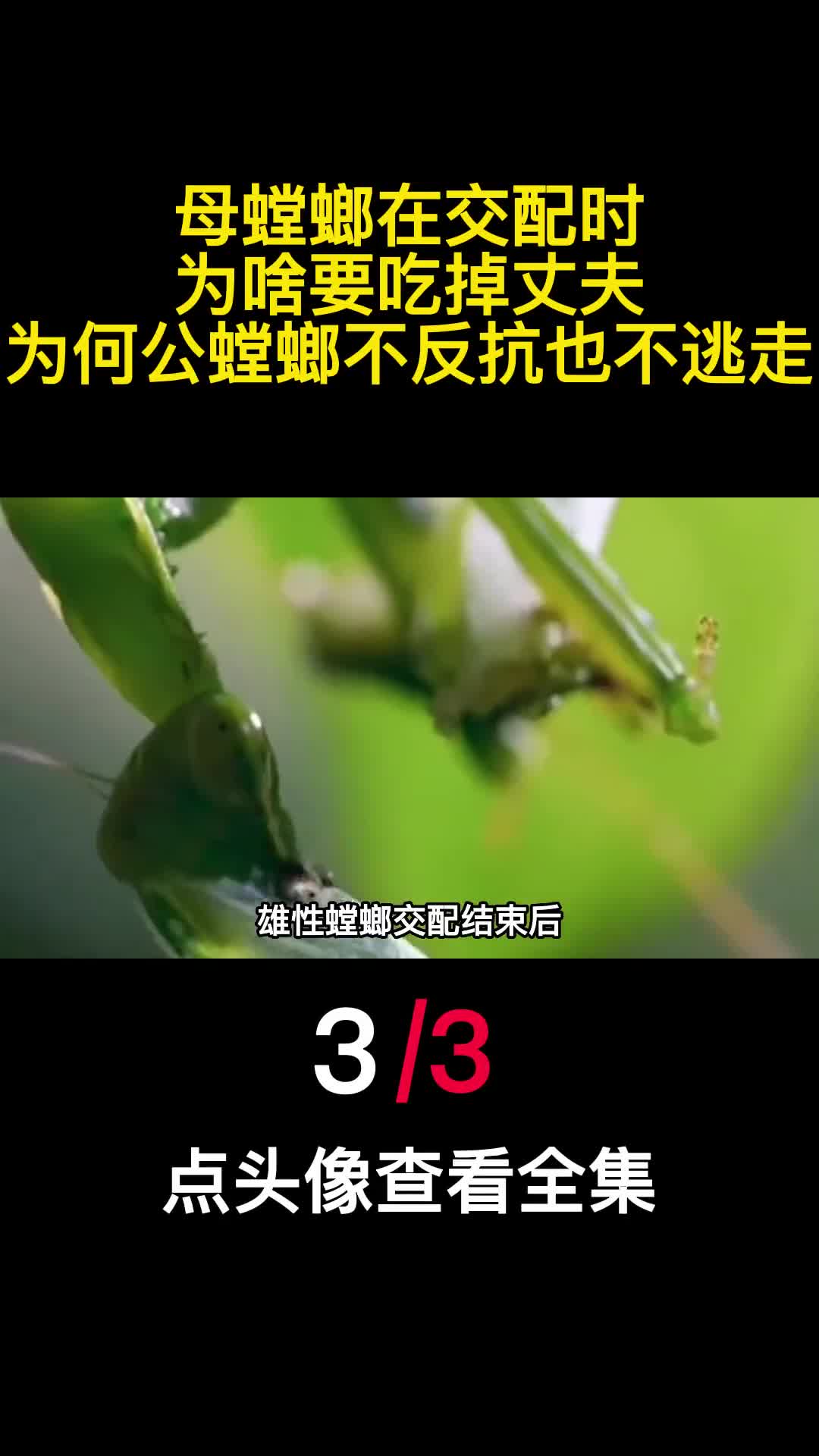 母螳螂在交配时为啥要吃掉丈夫为何公螳螂不反抗也不逃走3