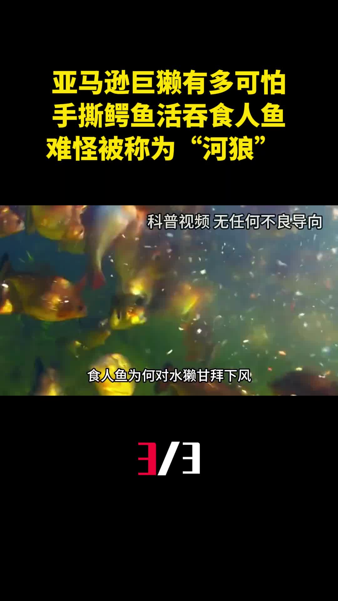 亚马逊巨獭有多可怕手撕鳄鱼活吞食人鱼难怪被称为河狼3