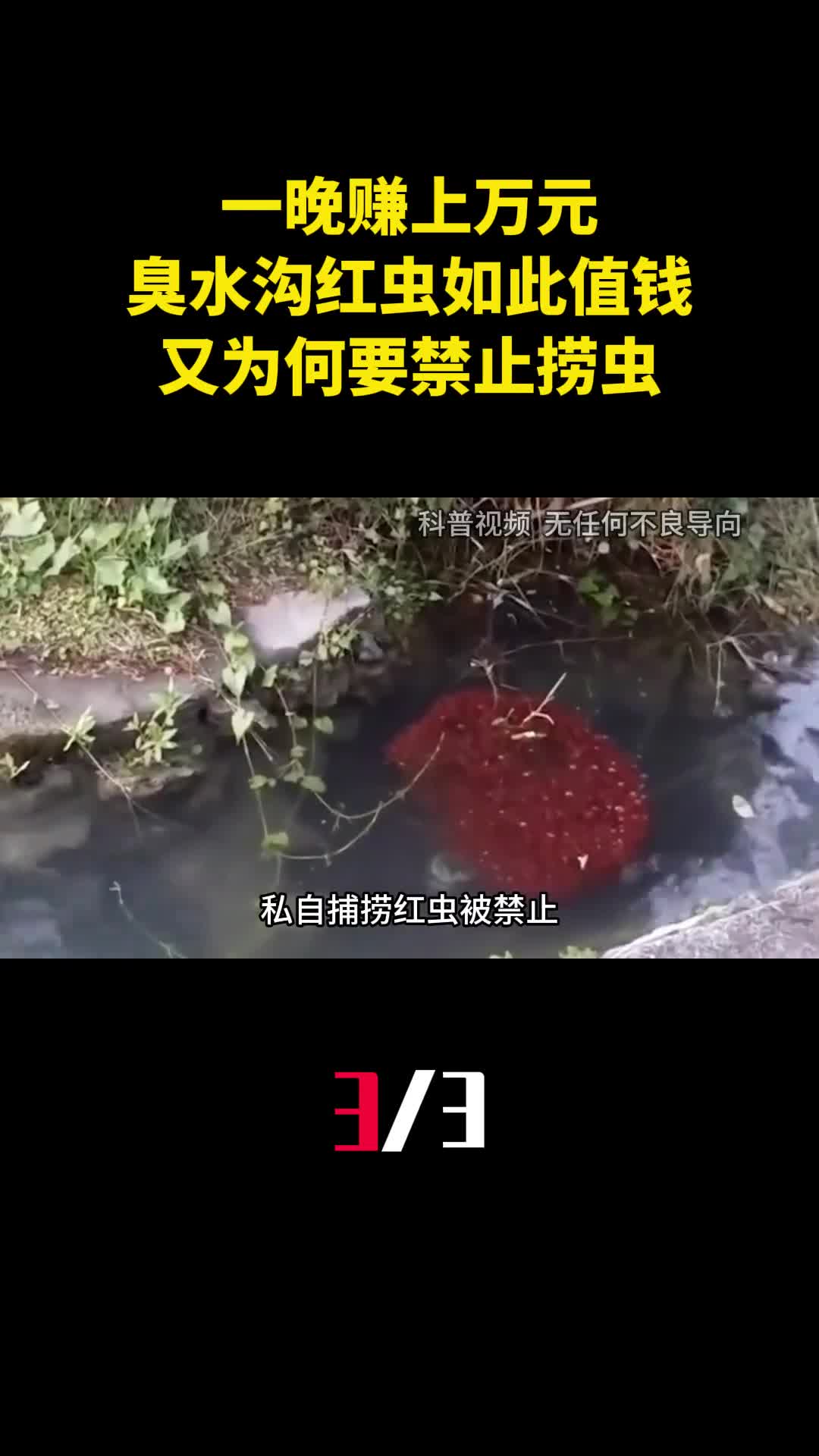 一晚赚上万元为啥臭水沟里的红虫如此值钱又为何要禁止捞虫3