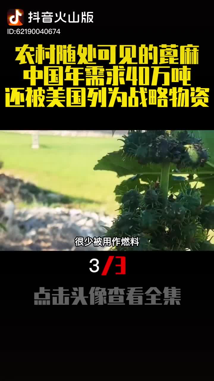 农村随处可见的蓖麻中国年需求40万吨还被美国列为战略物资3