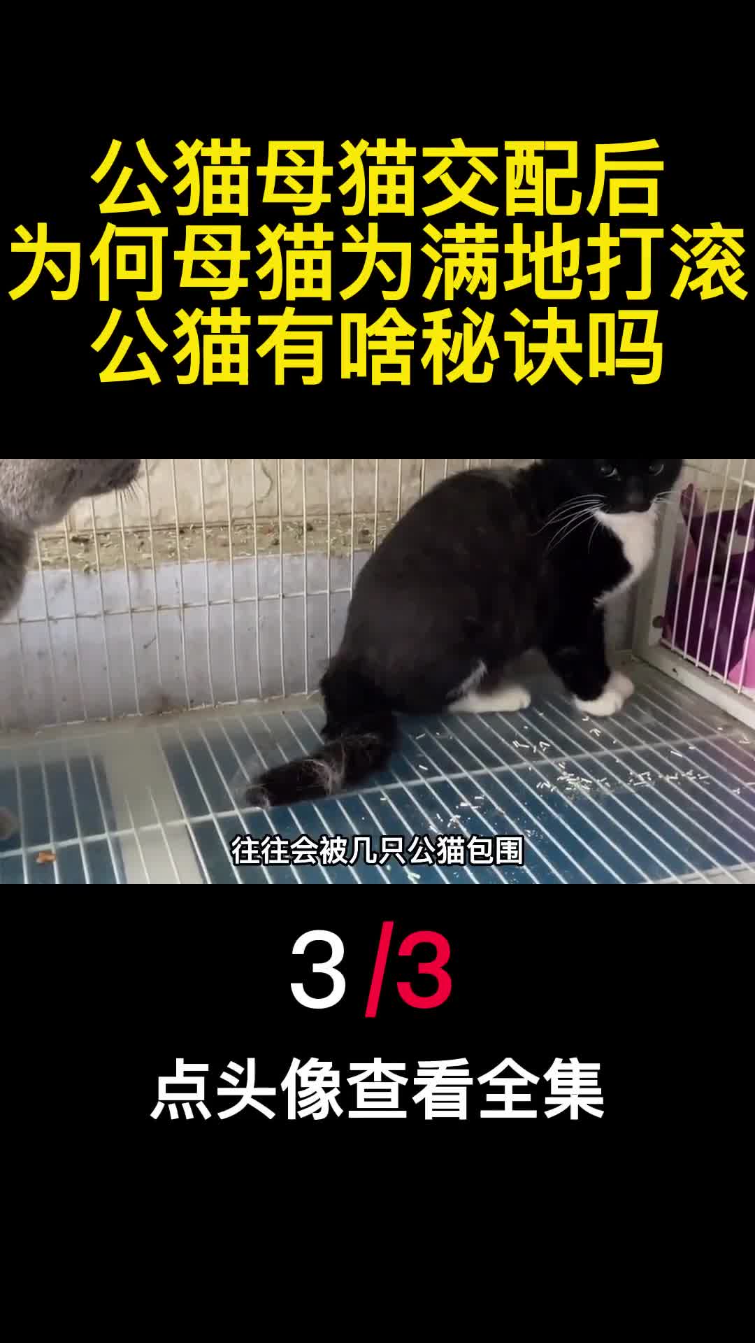 公猫母猫交配后为何母猫为满地打滚公猫有啥秘诀吗3