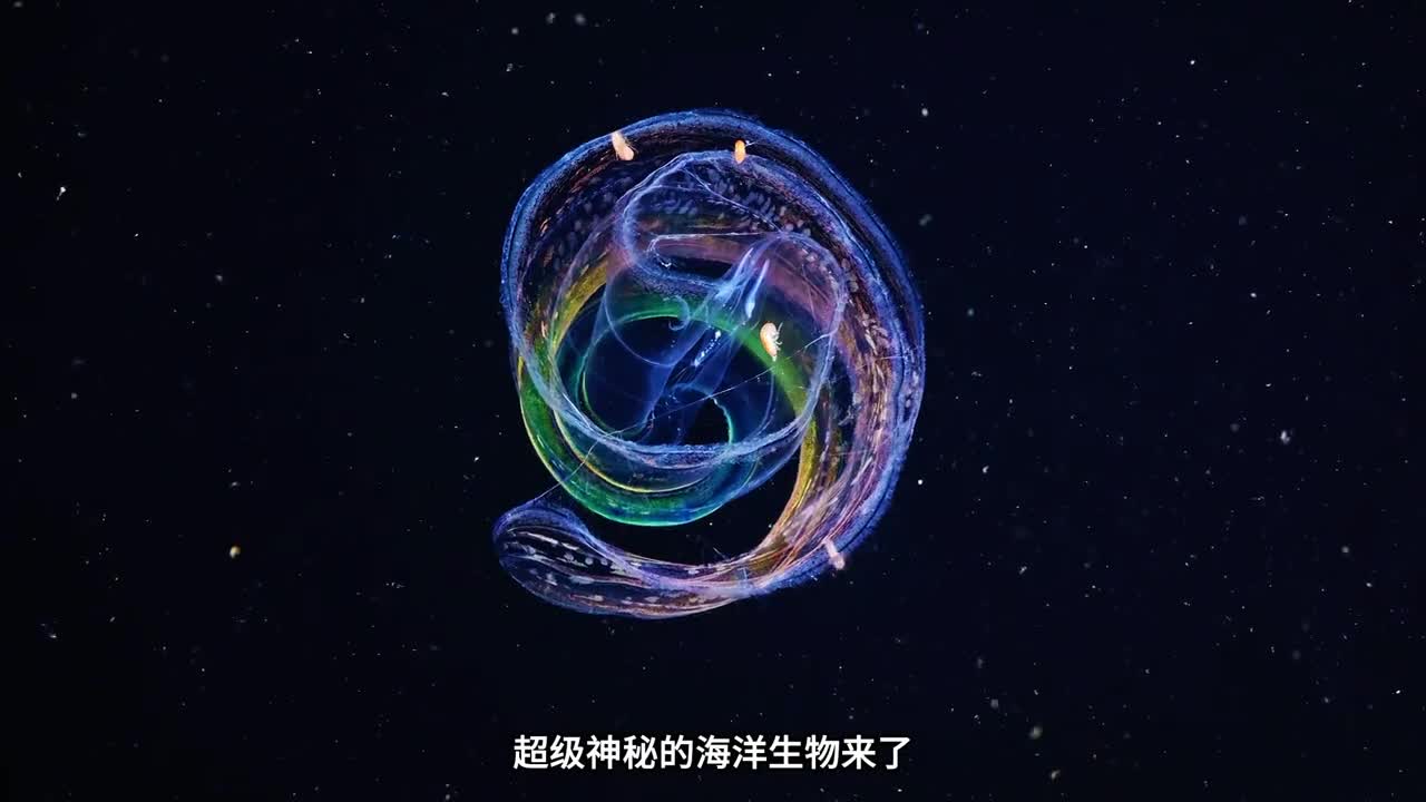 没几个人见过的神秘生物太梦幻太好看了