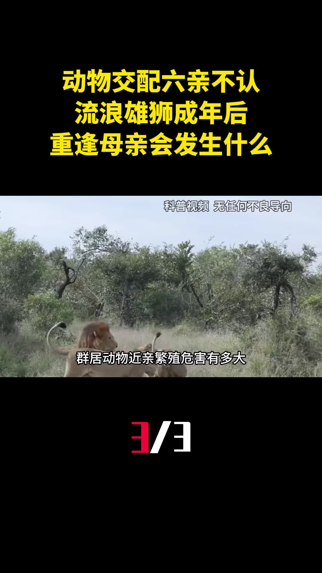动物交配六亲不认流浪雄狮成年后重逢自己母亲会发生什么3