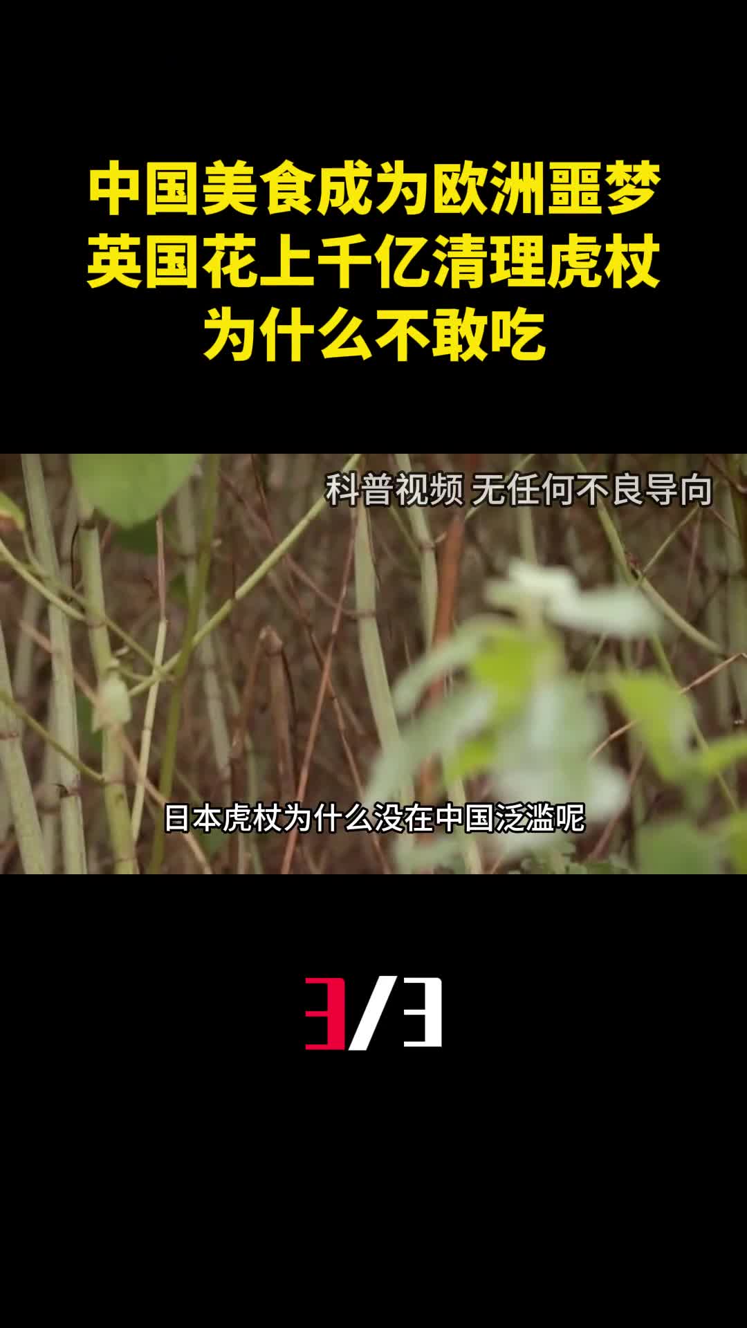 中国美食成为欧洲噩梦英国花上千亿清理虎杖为什么不敢吃3
