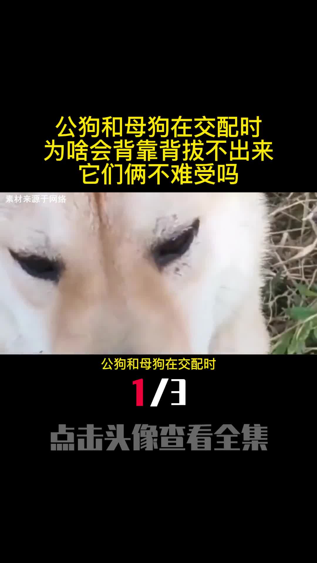 公狗和母狗在交配时为啥会背靠背拔不出来它们俩不难受吗1