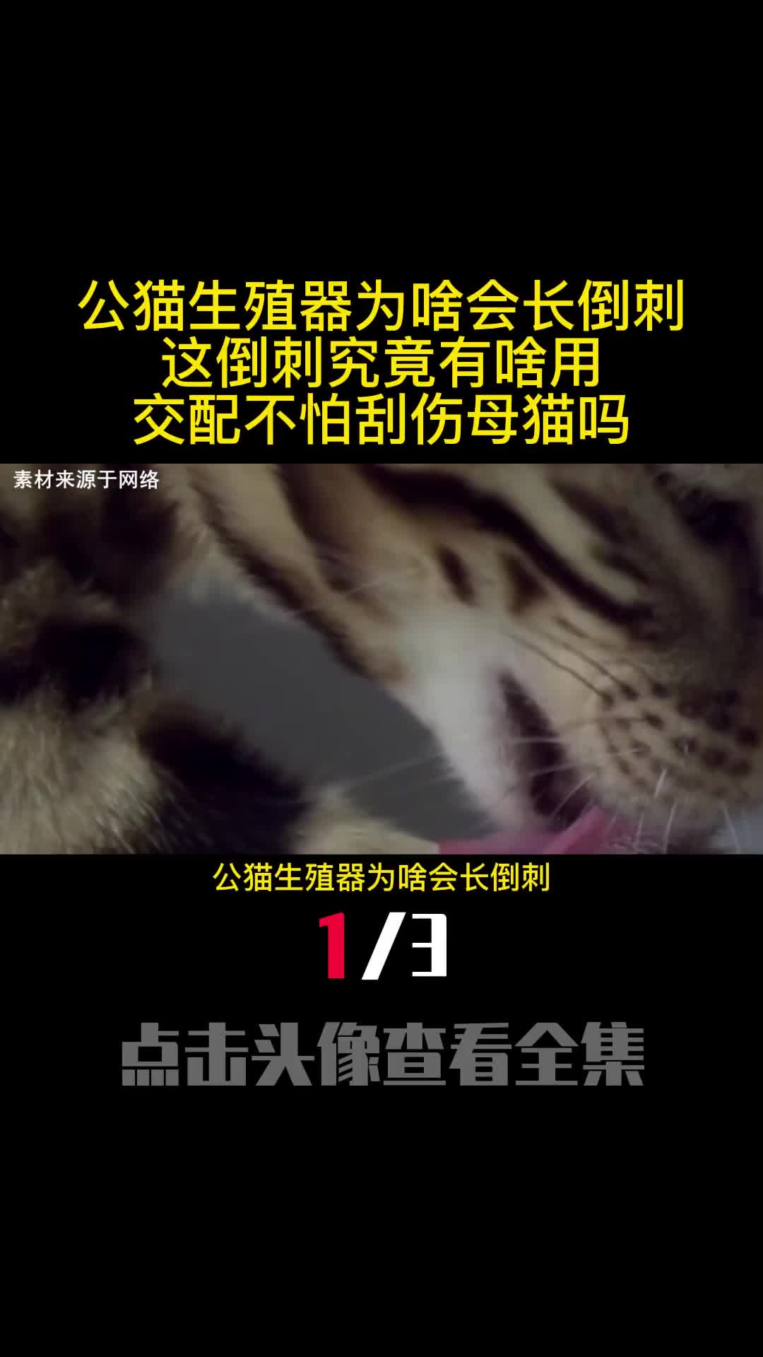 公猫生殖器为啥会长倒刺这倒刺究竟有啥用交配不怕刮伤母猫吗1