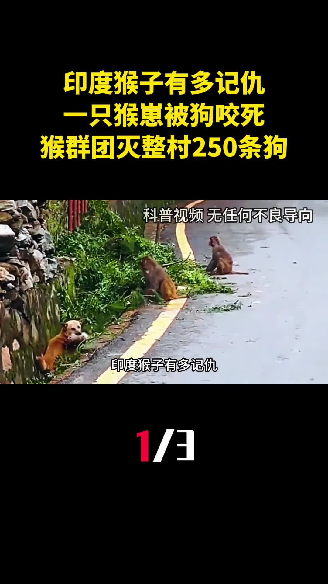 印度猴子有多记仇一只猴崽被狗咬死猴群团灭整村250条狗1