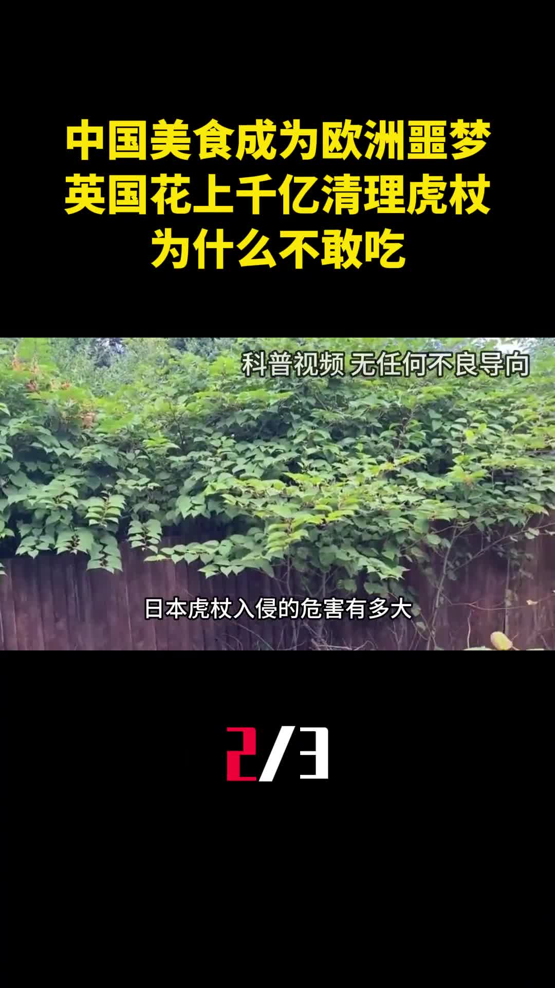 中国美食成为欧洲噩梦英国花上千亿清理虎杖为什么不敢吃2