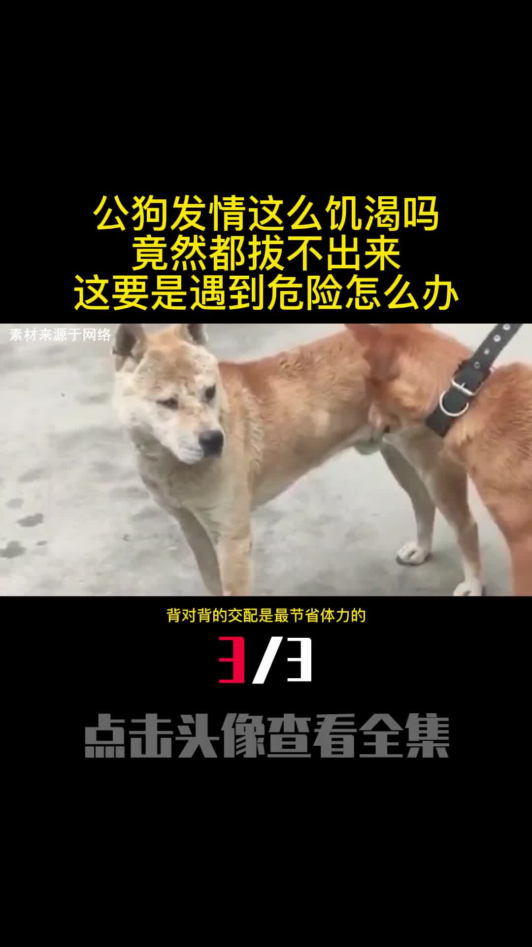 公狗发情这么饥渴吗竟然都拔不出来这要是遇到危险怎么办3