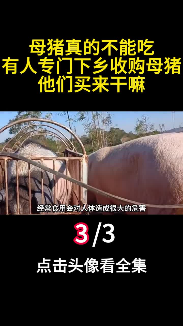 母猪真的不能吃有人专门下乡收购母猪他们买来干嘛3