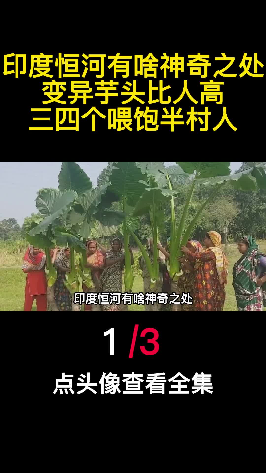 印度恒河有啥神奇之处变异芋头比人高三四个喂饱半村人1