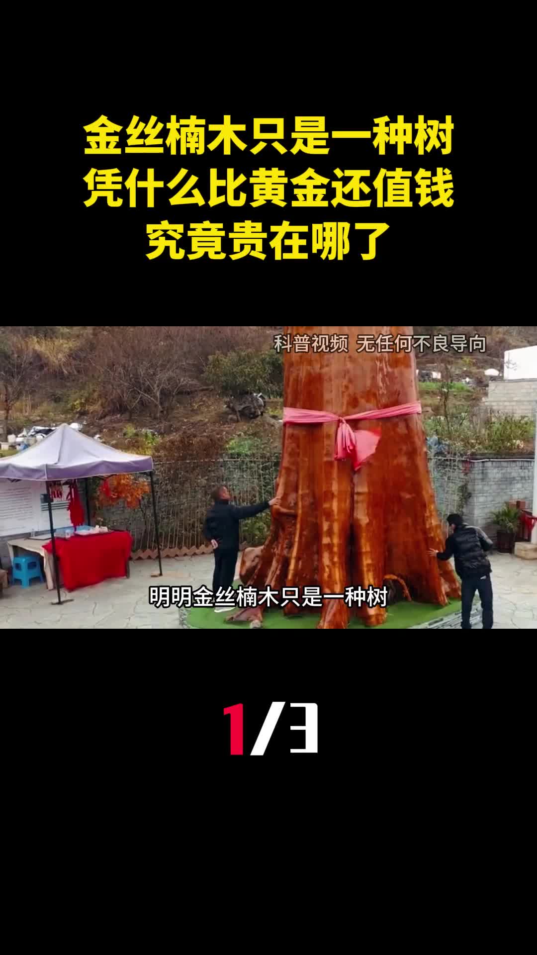 明明金丝楠木只是一种树凭什么比黄金还值钱究竟贵在哪了1