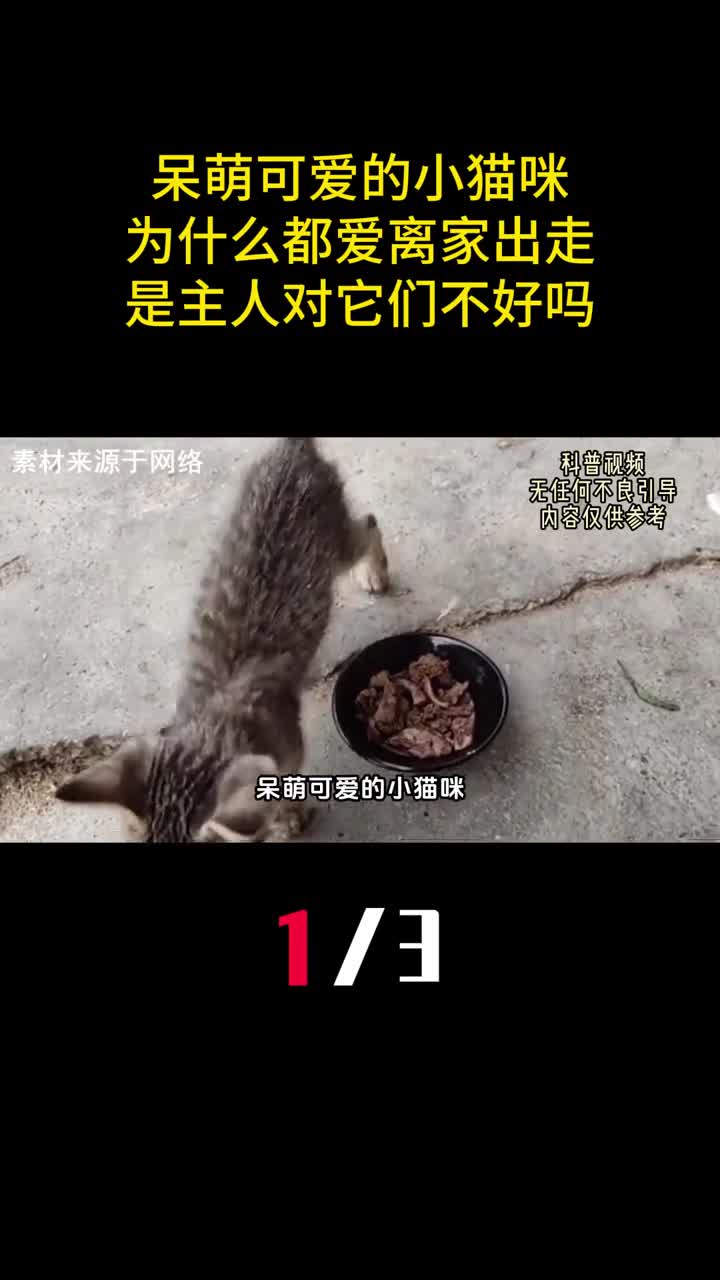 呆萌可爱的小猫咪为什么都爱离家出走是主人对它们不好吗1