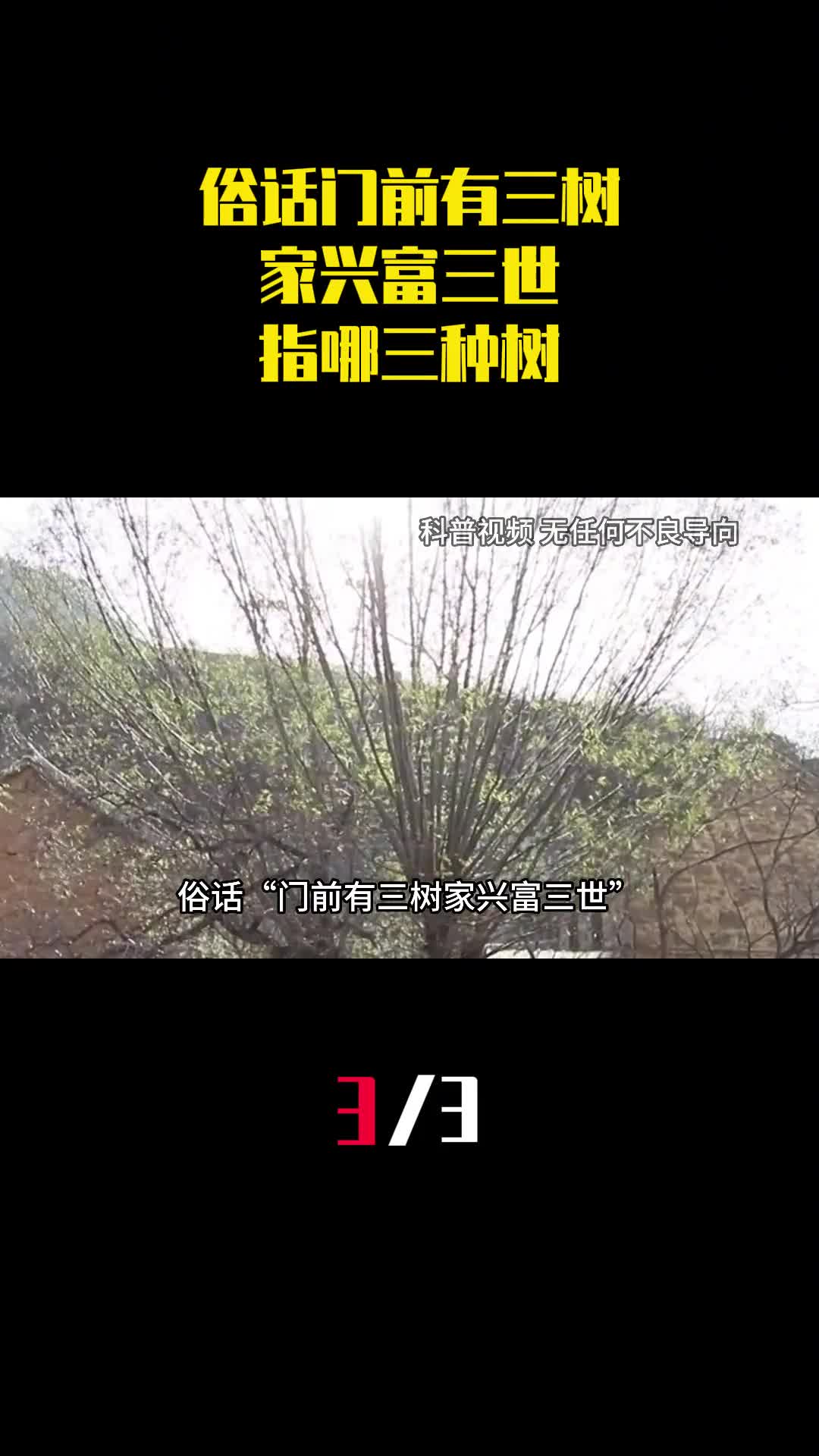 俗话门前有三树家兴富三世指哪三种树你家种有吗3
