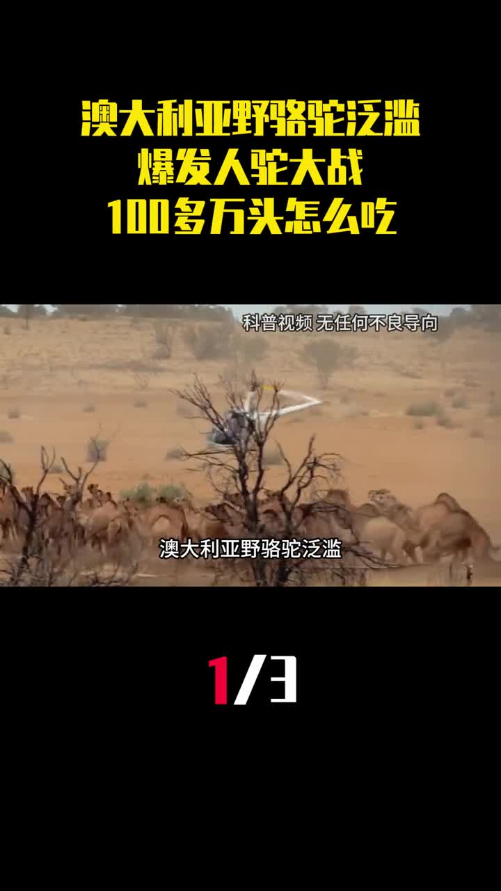 澳大利亚野骆驼泛滥爆发人驼大战100多万头怎么吃得完1