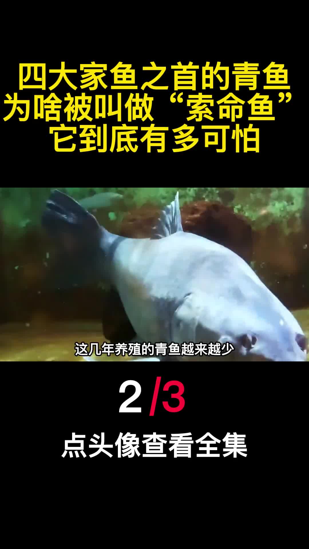 四大家鱼之首的青鱼为啥被叫做索命鱼它到底有多可怕2