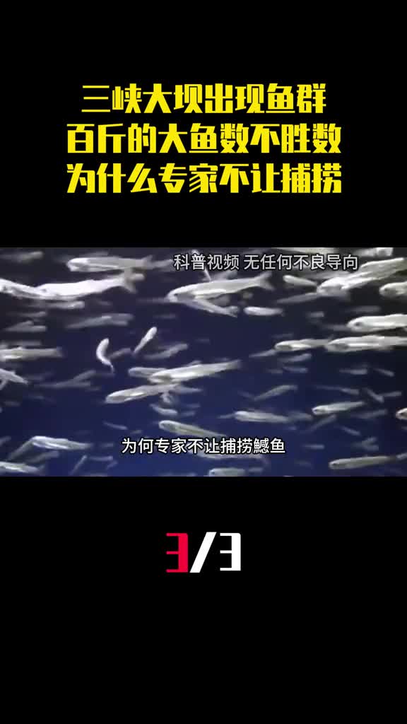 三峡大坝出现鱼群百斤的大鱼数不胜数为什么专家不让捕捞3