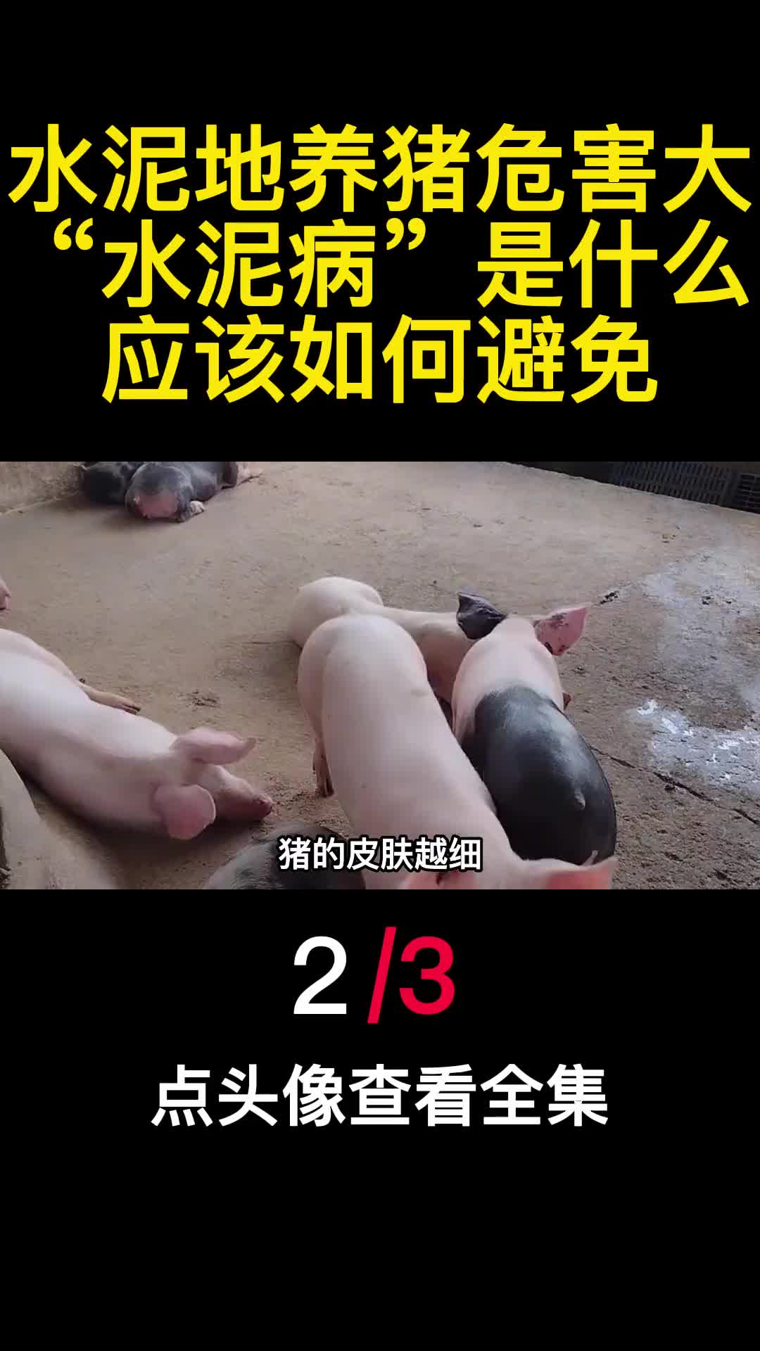 水泥地养猪危害大水泥病是什么应该如何避免2
