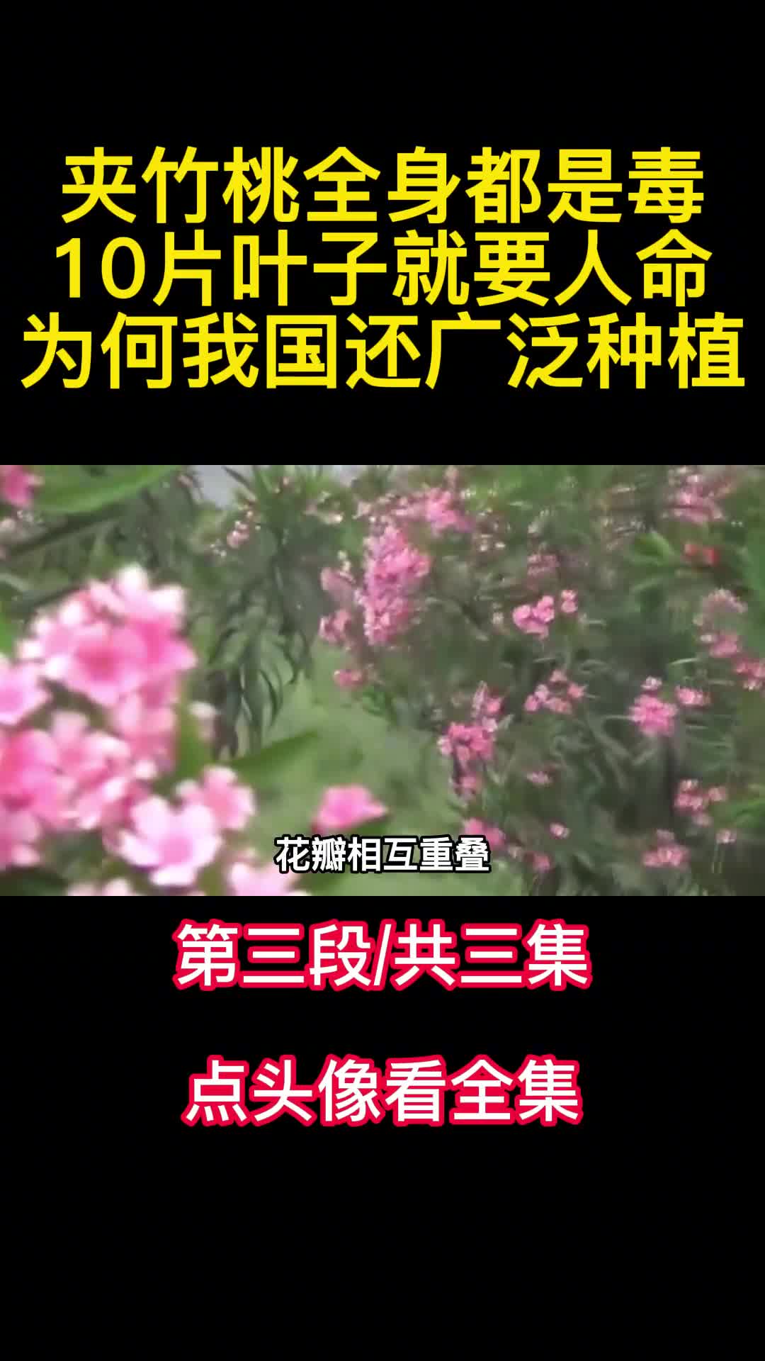 夹竹桃全身都是毒10片叶子就要人命为何我国还广泛种植3