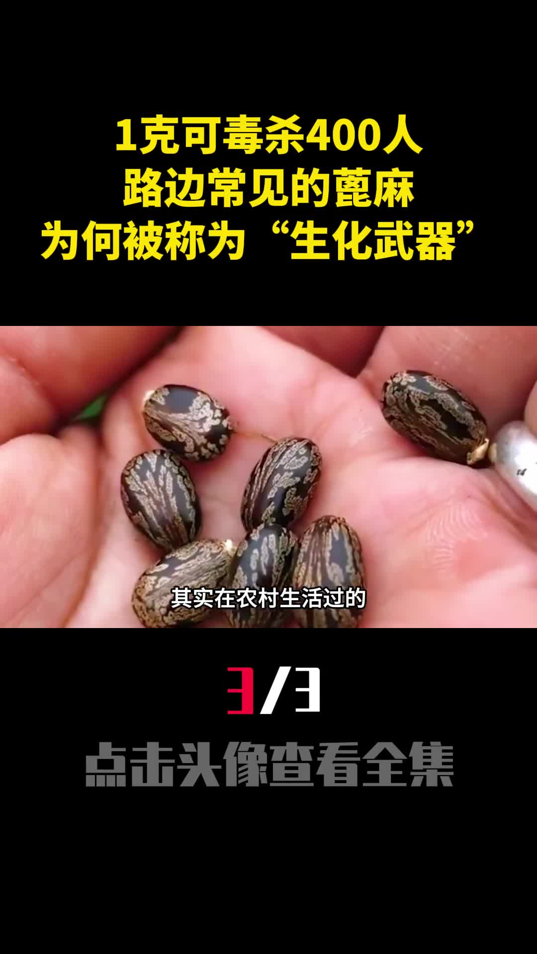 1克可毒杀400人路边常见的蓖麻为何被人称为生化武器3
