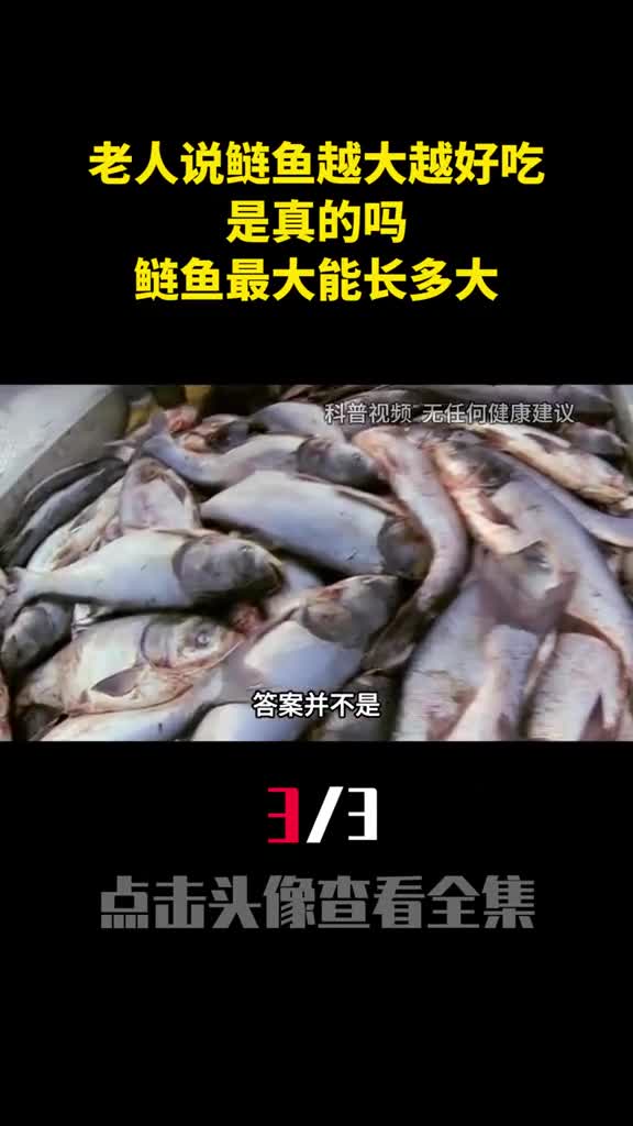 农村老人说鲢鱼越大越好吃是真的吗鲢鱼最大能长多大3
