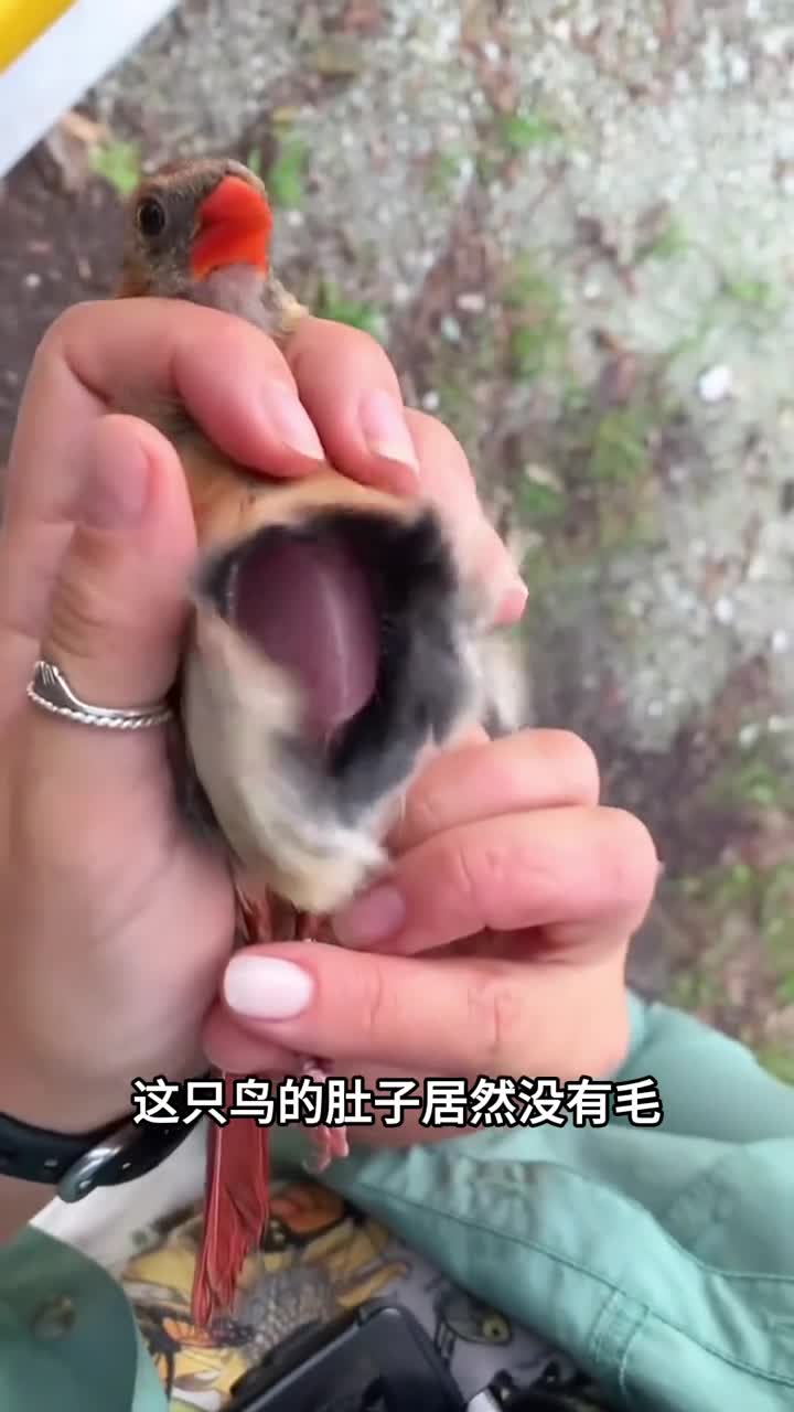 鸟会拔掉肚子的毛原因居然这么伟大