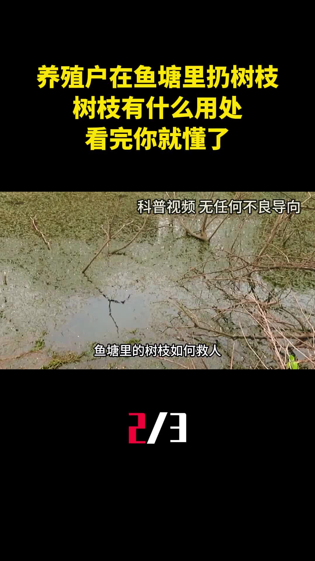 为什么养殖户喜欢在鱼塘里扔树枝树枝有什么用处看完你就懂了2