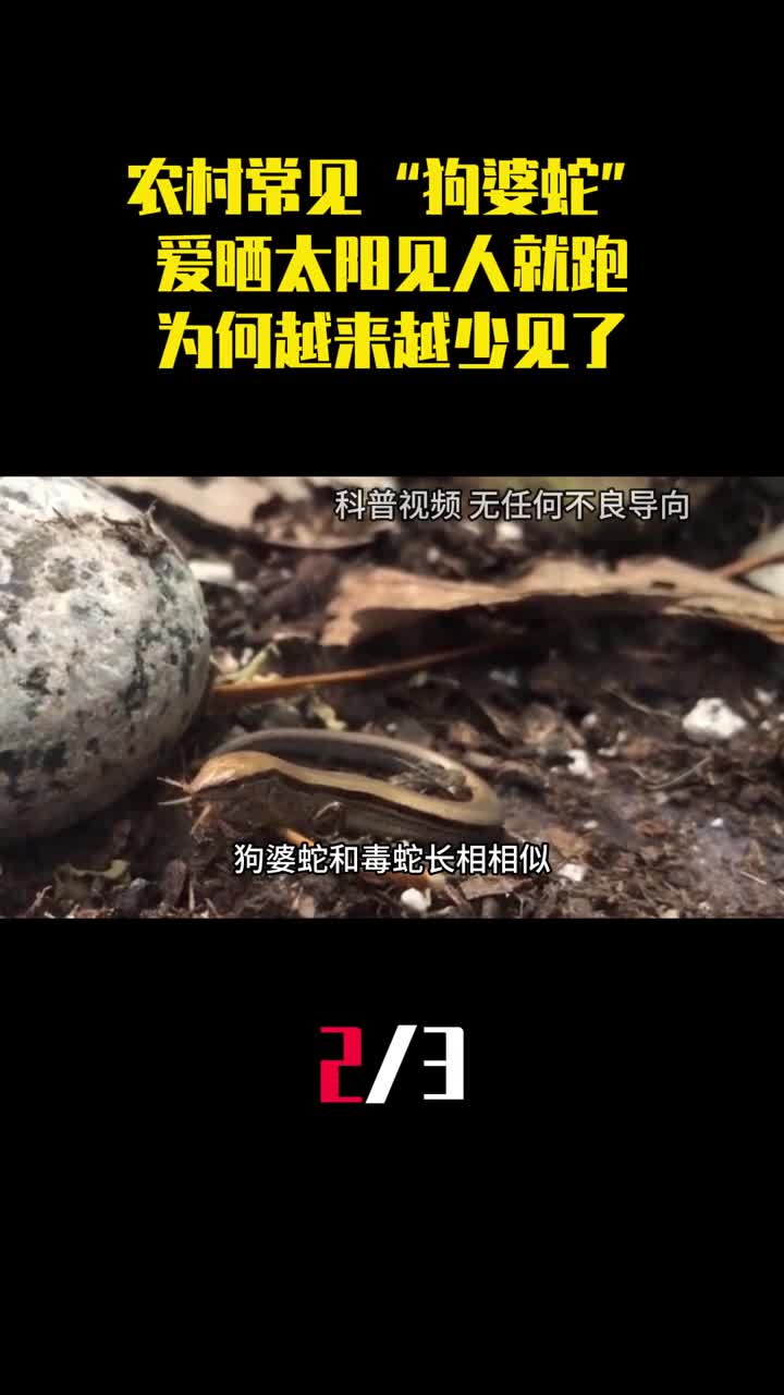 农村常见的狗婆蛇喜欢晒太阳见人就跑现在为何越来越少了2