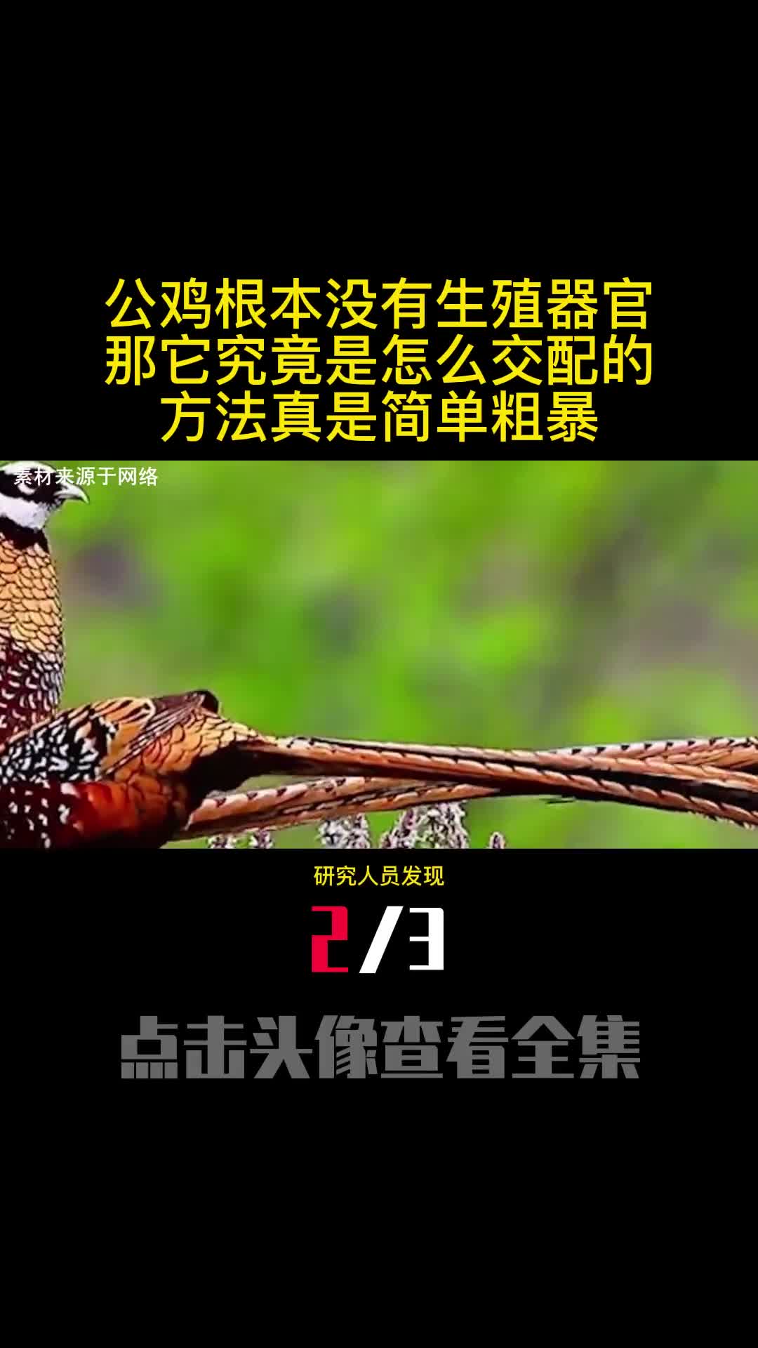 公鸡根本没有生殖器官那它究竟是怎么交配的方法真是简单粗暴2