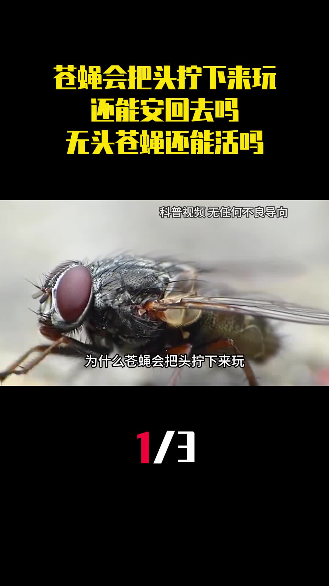 为什么苍蝇会把头拧下来玩还能安回去吗无头苍蝇还能活吗1