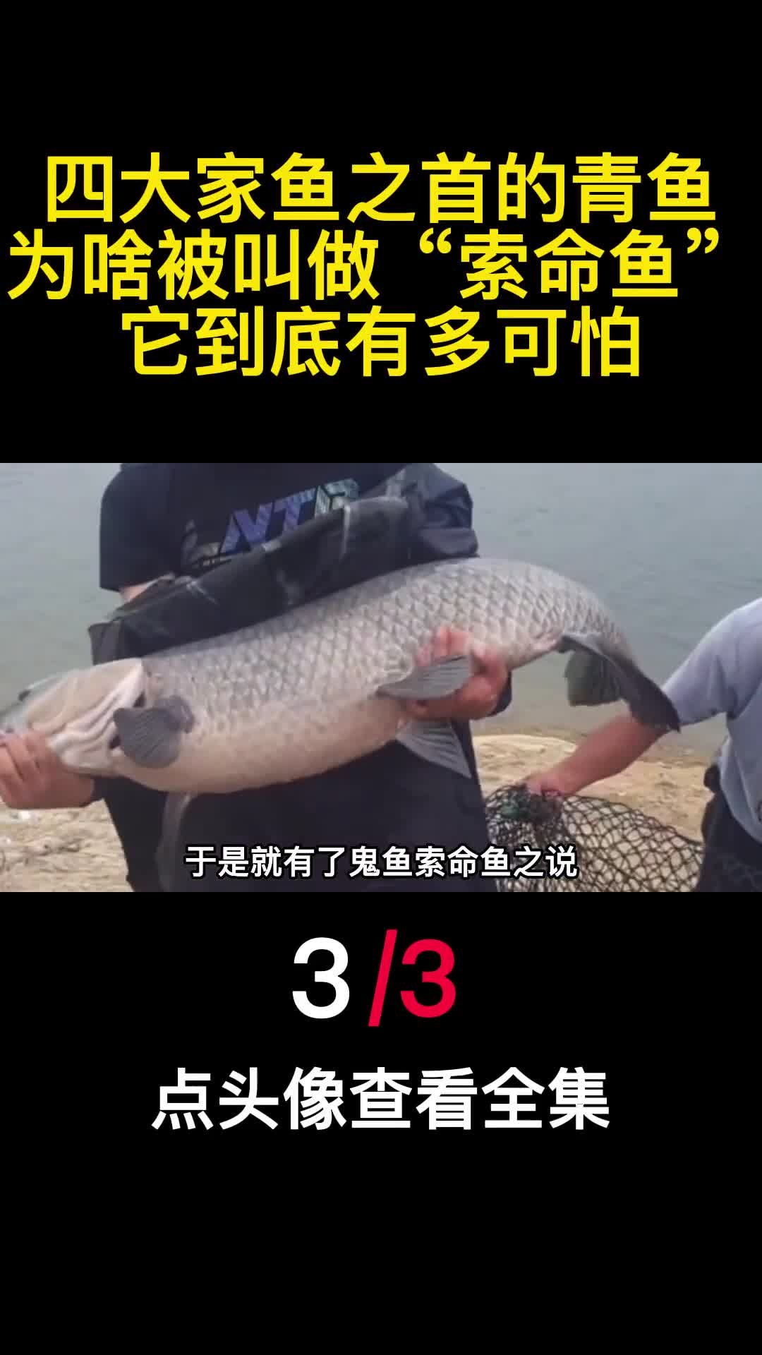 四大家鱼之首的青鱼为啥被叫做索命鱼它到底有多可怕3