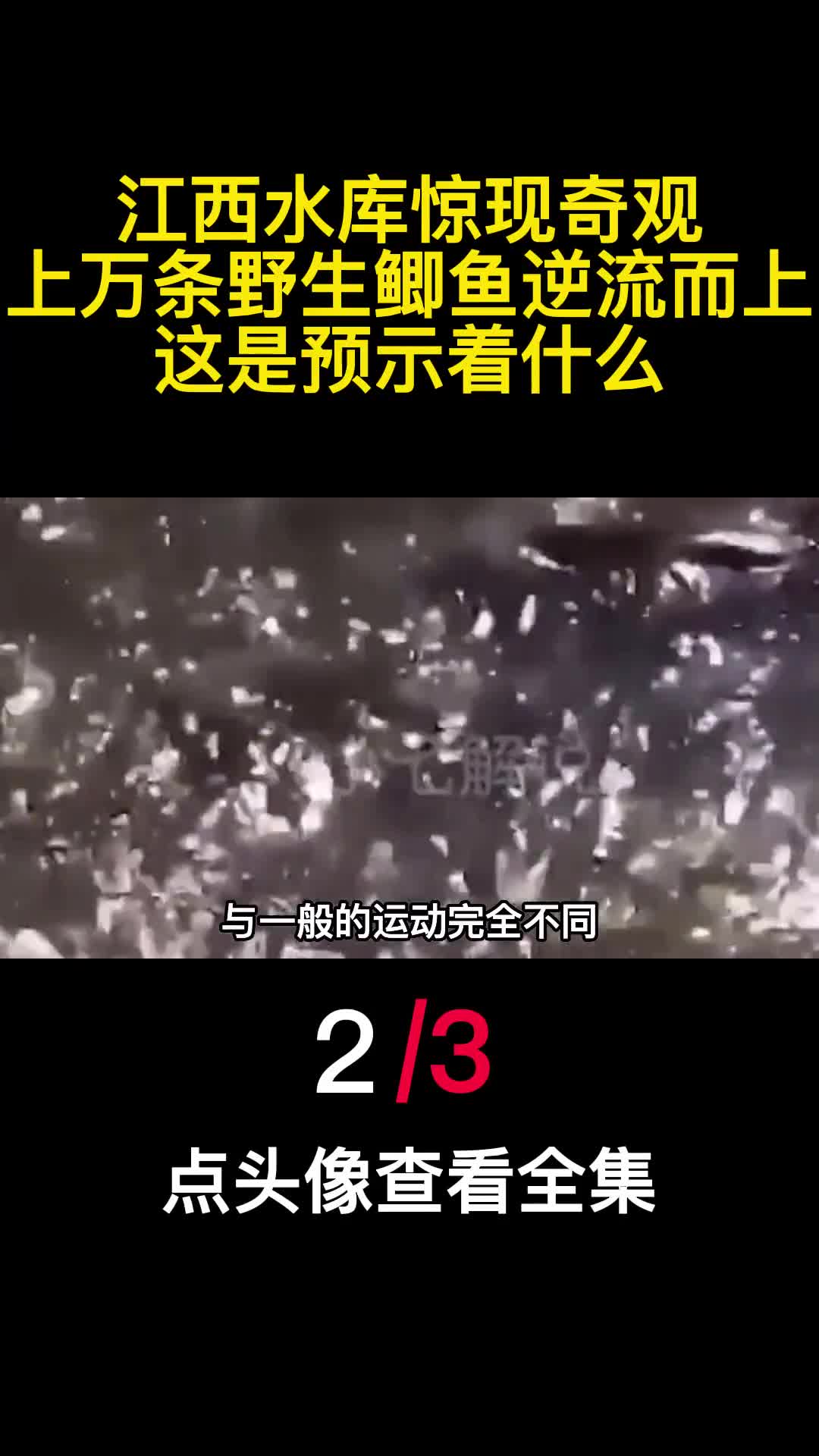 江西水库惊现奇观上万条野生鲫鱼逆流而上这是预示着什么2