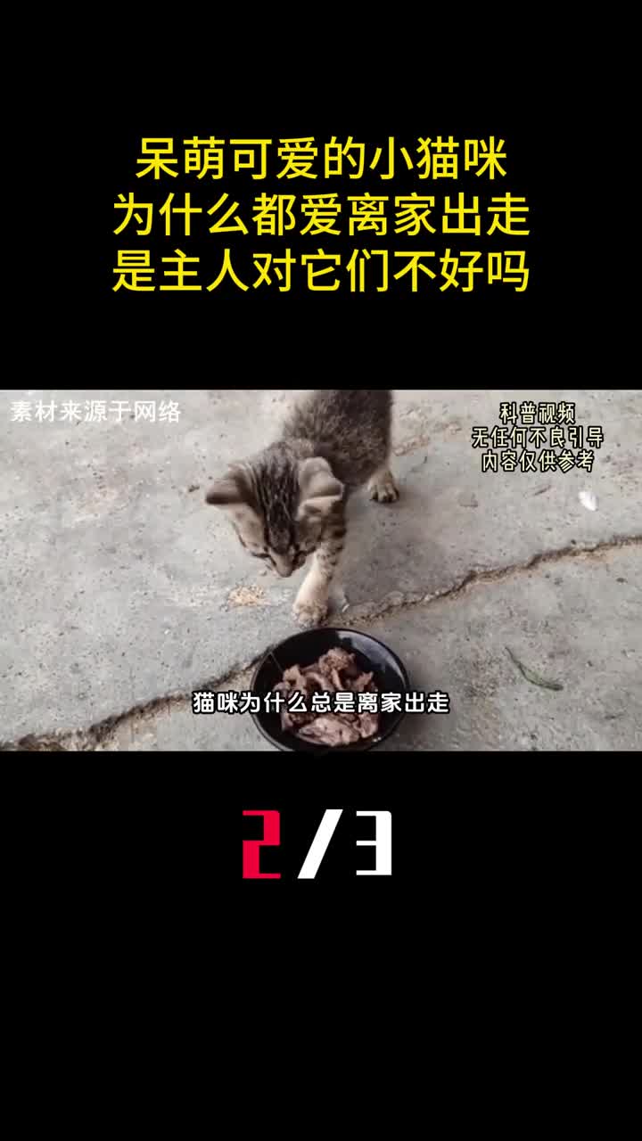 呆萌可爱的小猫咪为什么都爱离家出走是主人对它们不好吗2