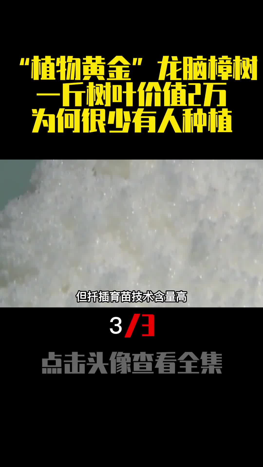 植物黄金龙脑樟树一斤树叶价值2万为何很少有人种植3