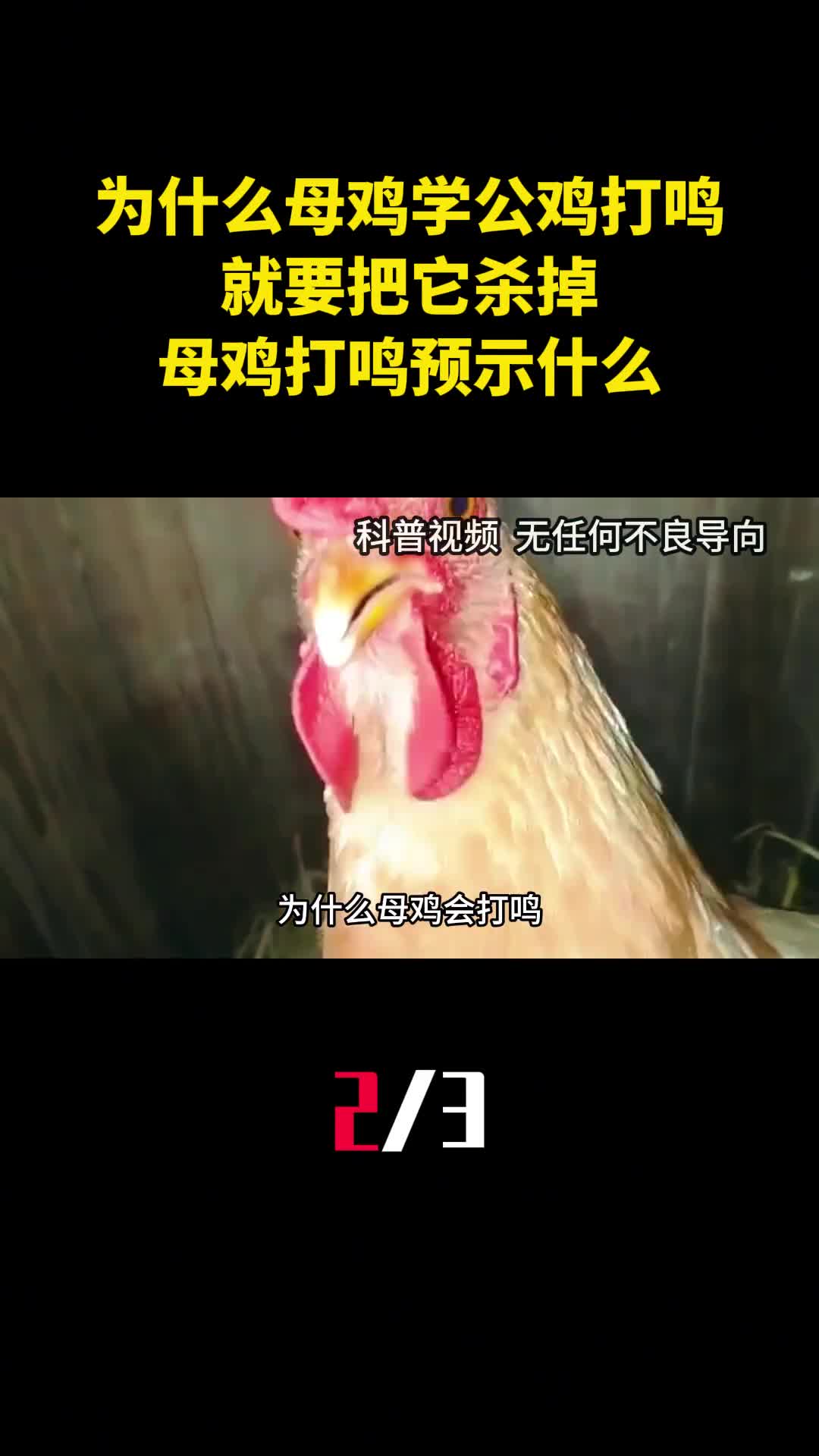 为什么母鸡学公鸡打鸣就要把它杀掉母鸡打鸣预示什么2
