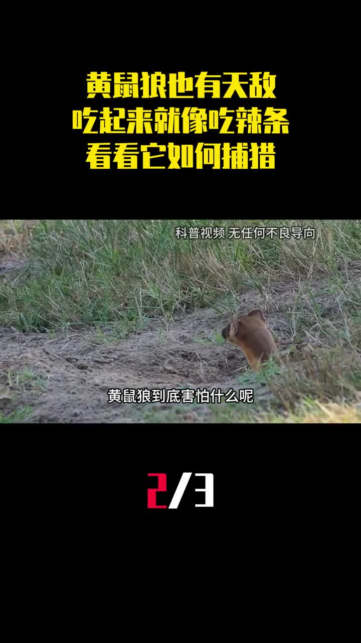 黄鼠狼也有天敌吃起黄鼠狼来就像吃辣条看看它如何捕猎2