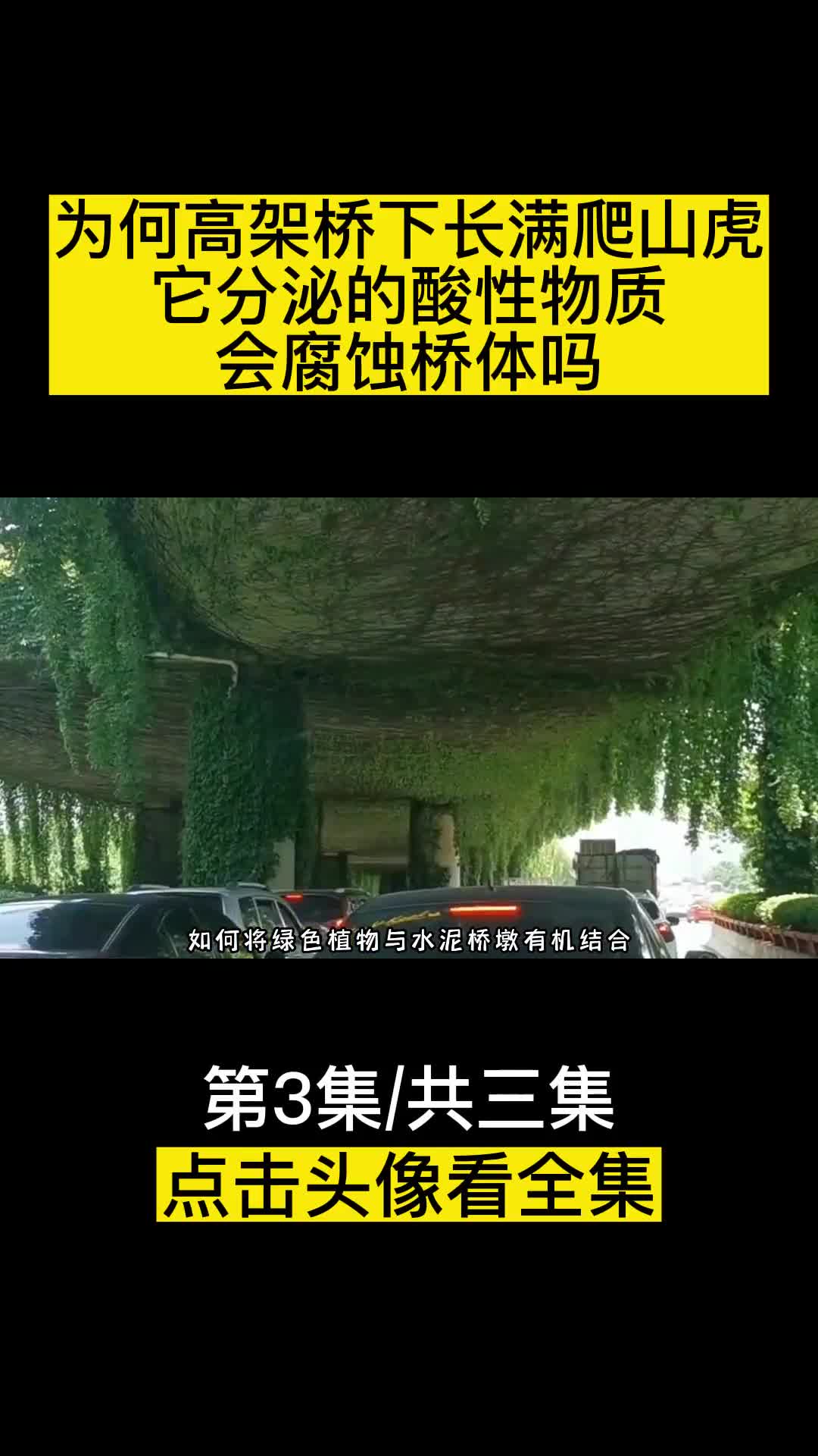 为何高架桥下长满爬山虎它分泌的酸性物质会腐蚀桥体吗