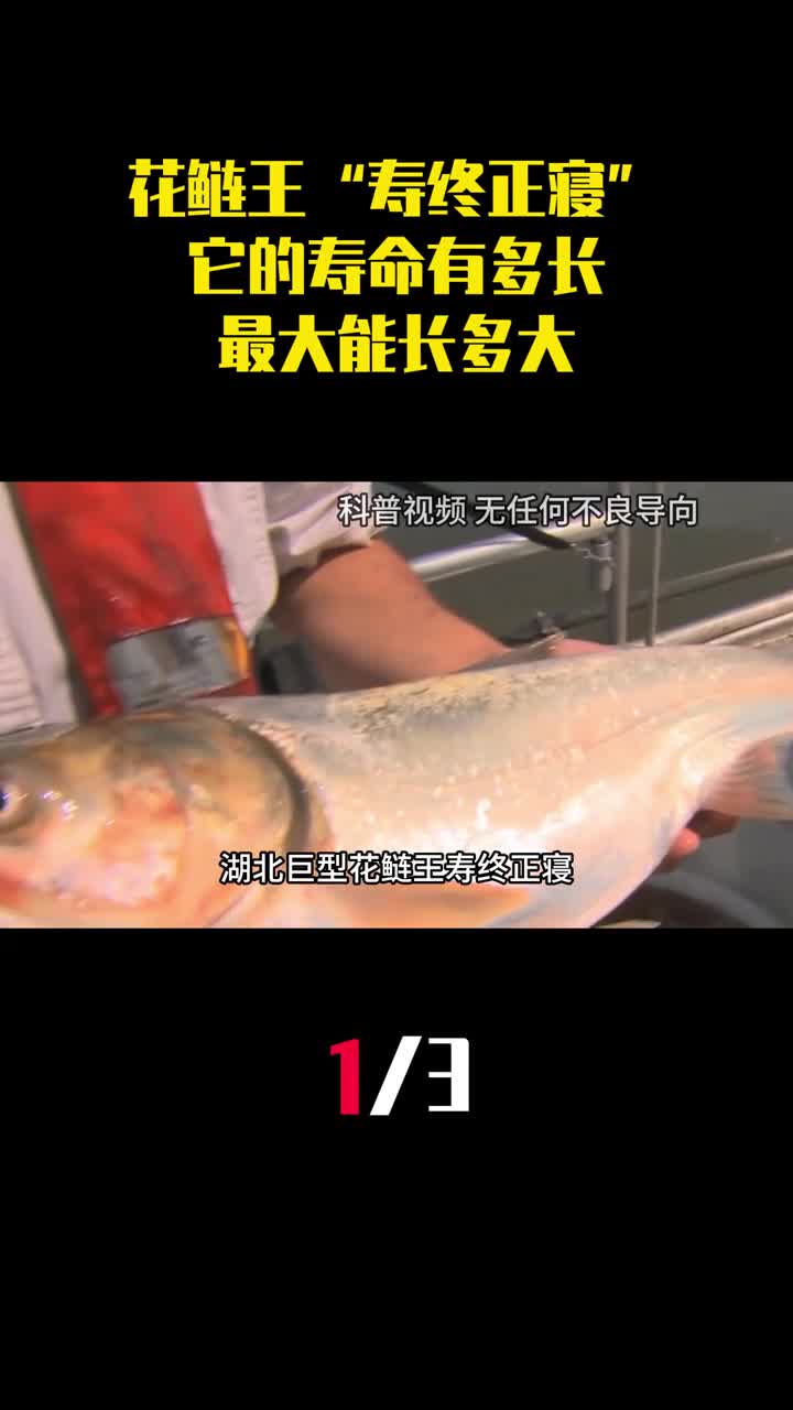 湖北巨型花鲢王寿终正寝它的寿命有多长最大能长多大1