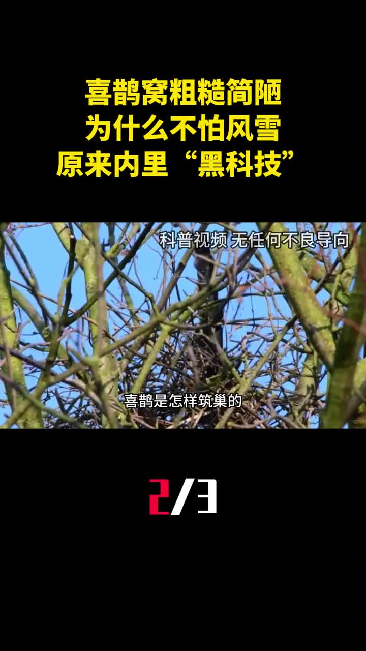 喜鹊窝粗糙简陋为什么不怕风雪原来内里满满黑科技2