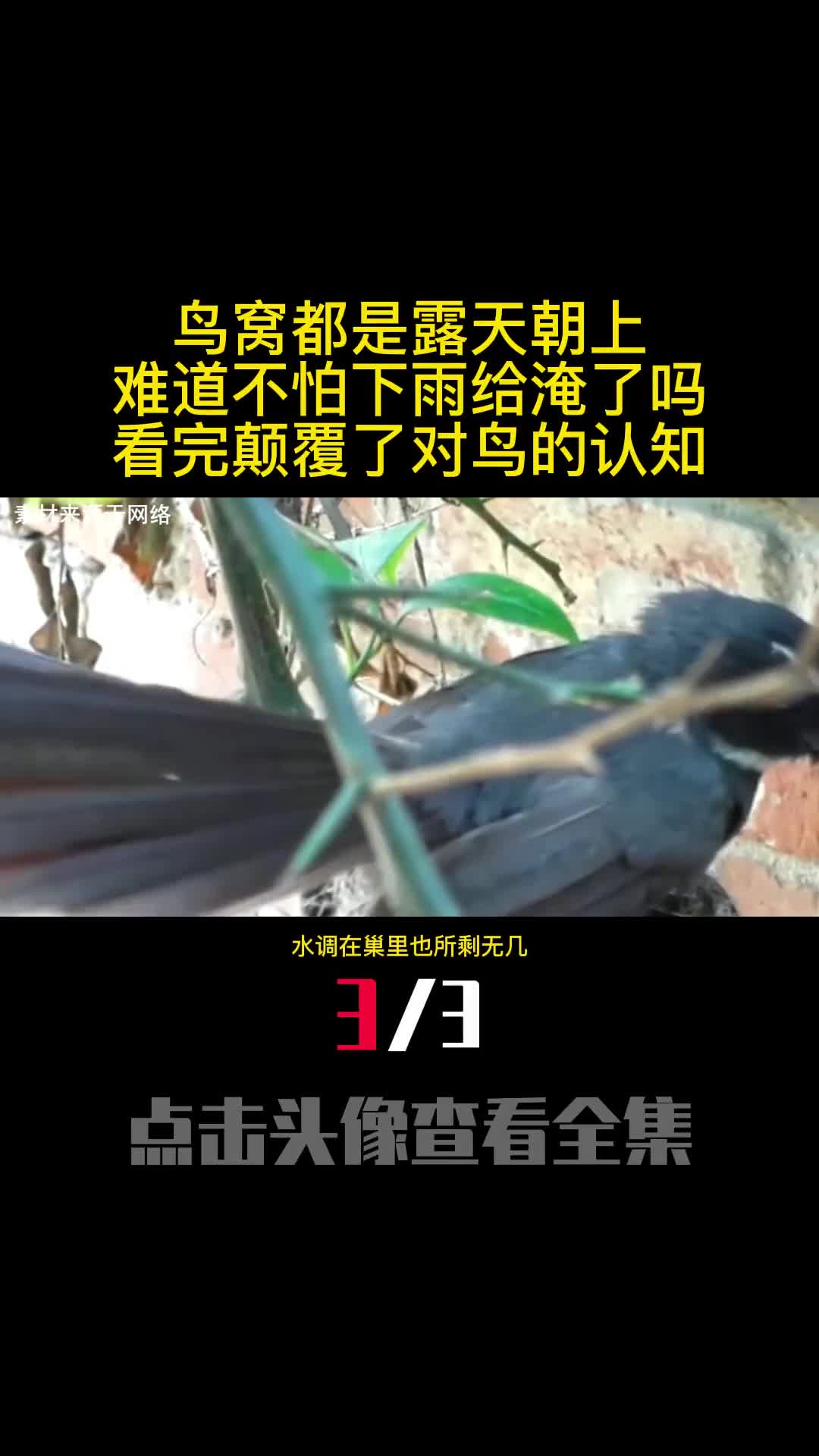 鸟窝都是露天朝上难道不怕下雨给淹了吗看完颠覆了对鸟的认知3